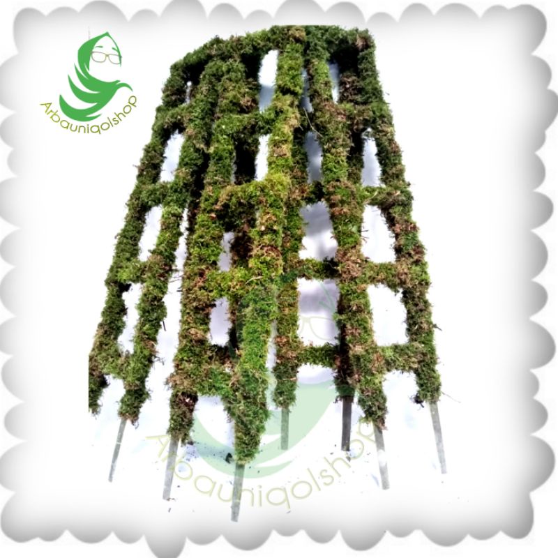 Turus Lumut Tangga 100cm