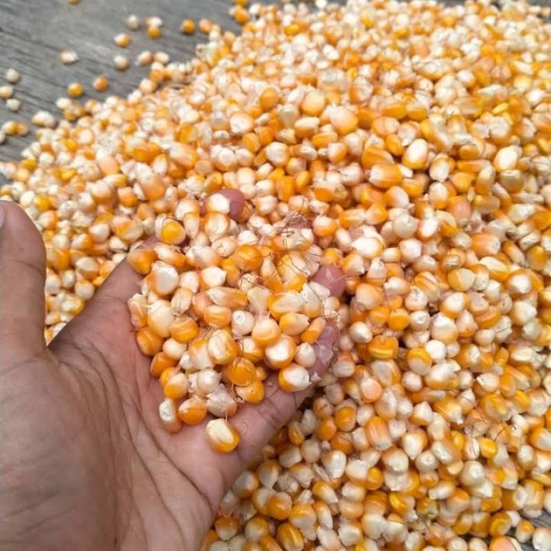 

Jagung konsumsi/pakan ternak