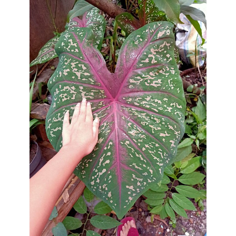 tanaman hias jenis keladi merah jumbo raksasa