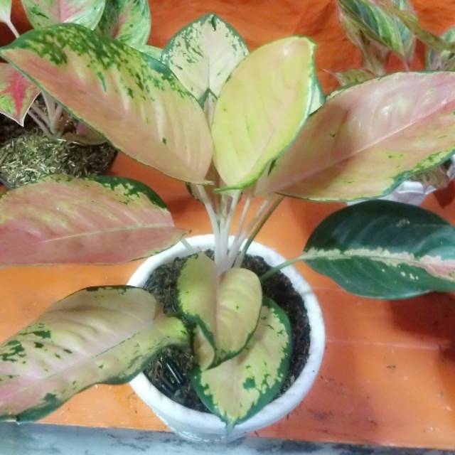 Aglaonema Sultan Brunei