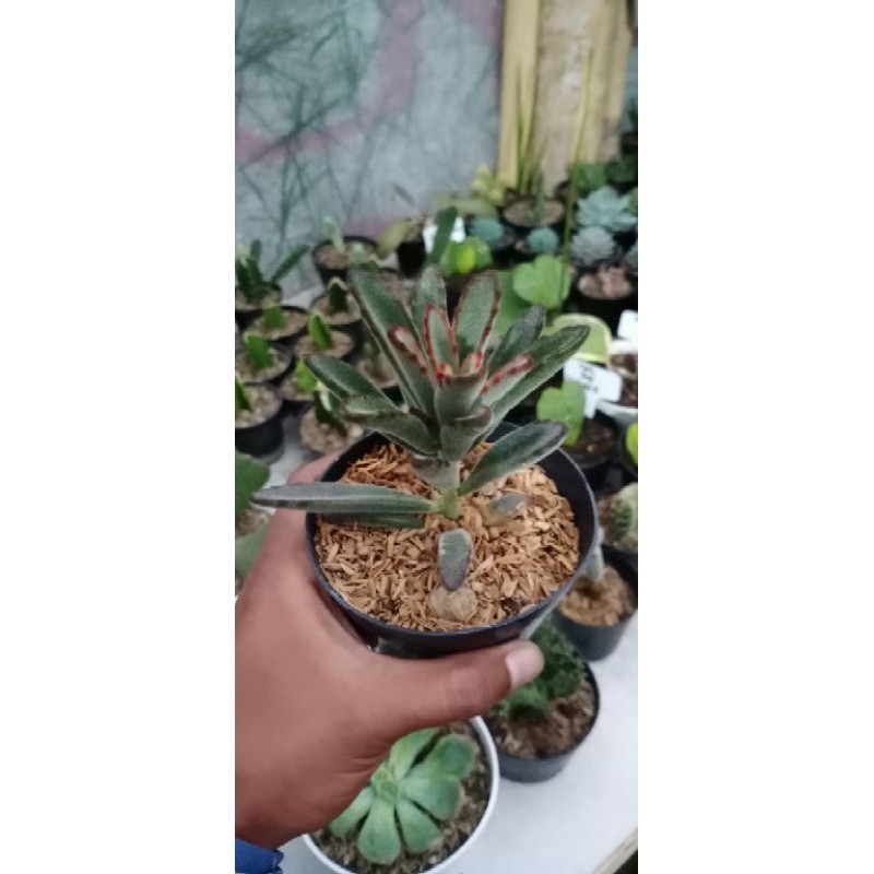 kaktus/sukulen kalonchoe import