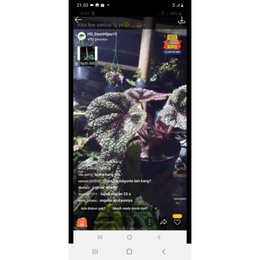 tanaman hias begonia tapak macan