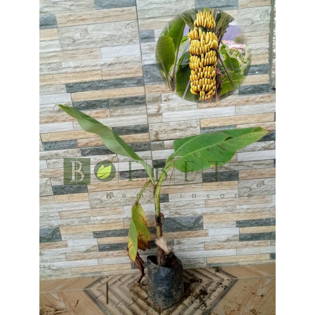 Bibit Tanaman Pisang Cavendish Sunpride/ Pisang Sunpride Jumbo Enak