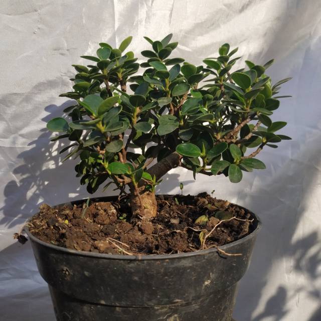 Bahan Bonsai Dolar Mangok Dolar Micro Ori Random Shopee Indonesia