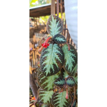 tanaman begonia gantung