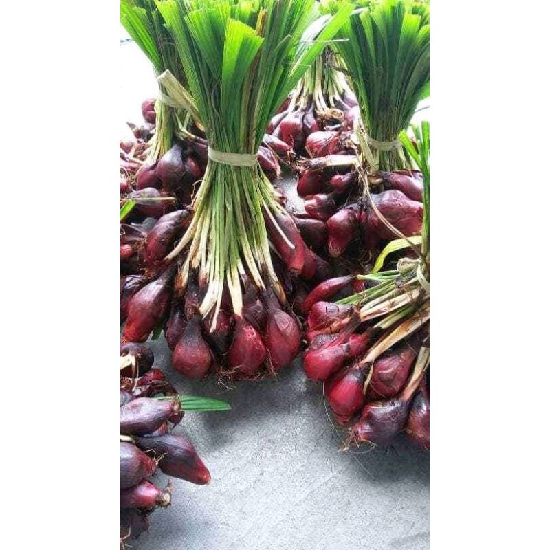 

bawang Dayak/tiwai