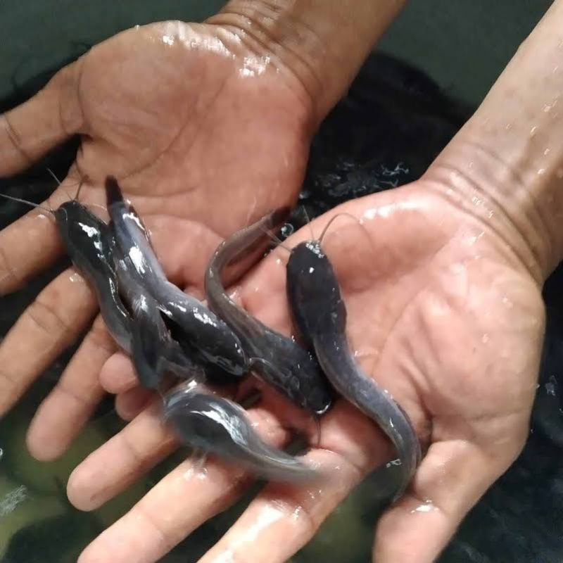 Bibit Lele Jenis Sangkuriang Ukuran 10-11cm