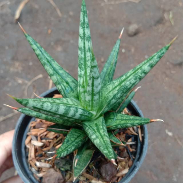 Sansevieria gracilis