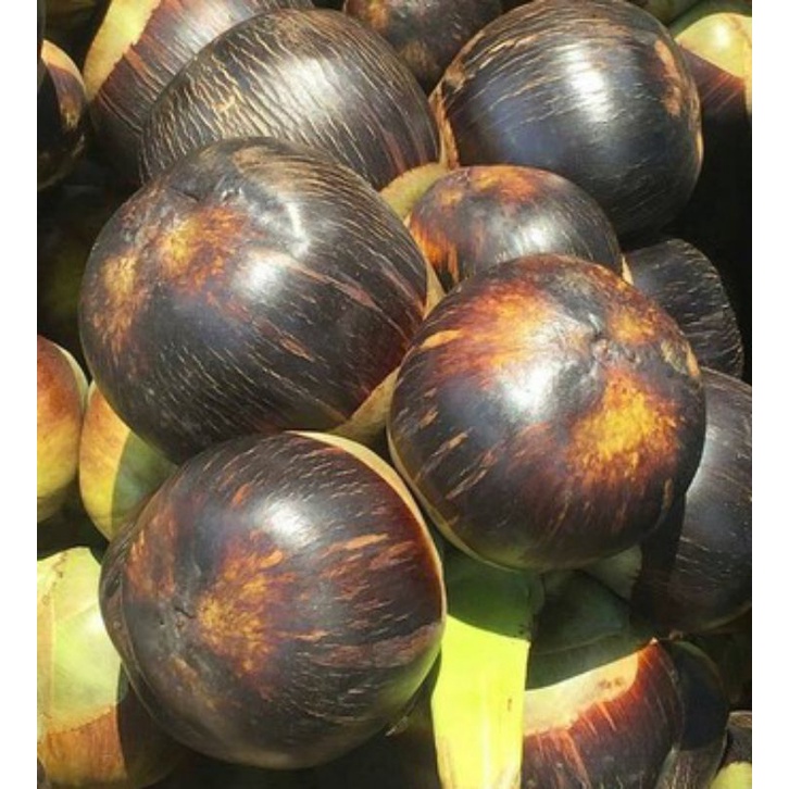 

Siwalan asli tuban 1 buah( Besar )