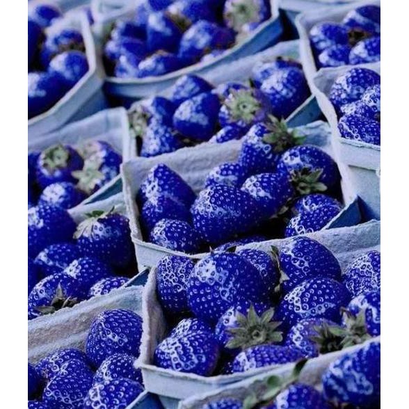 TANAMAN BENIH BIBIT BIJI BUAH STRAWBERRY BIRU/BLUE IMPORT 50 BUT