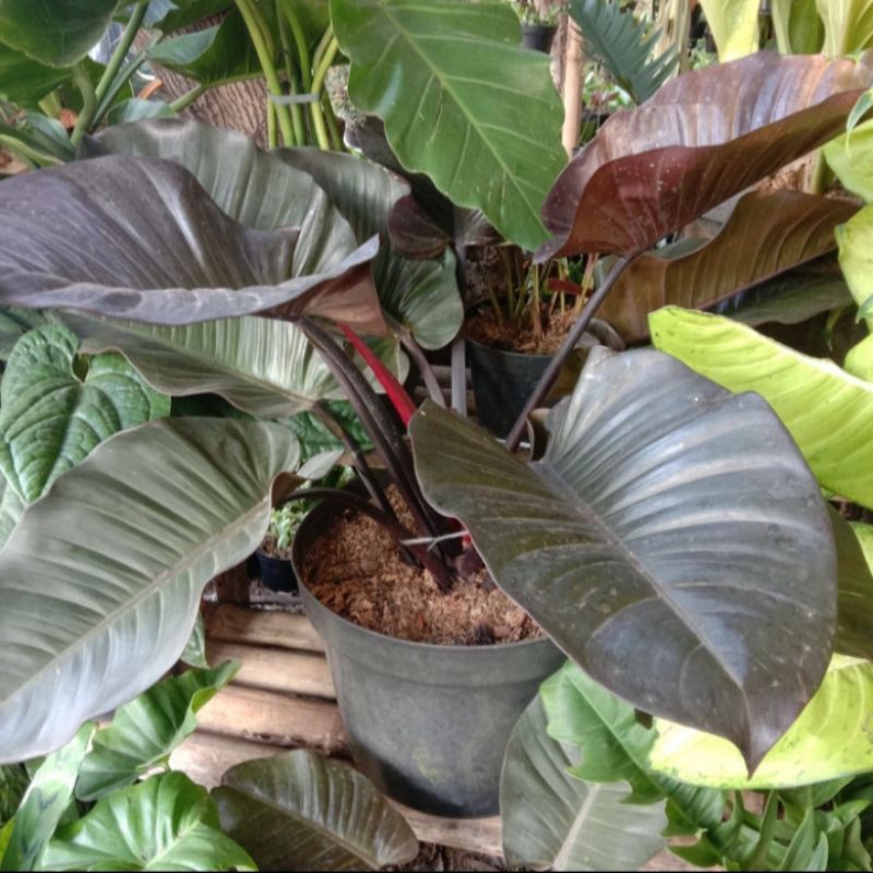 BLACK CARDINAL PHILODENDRON JUMBO