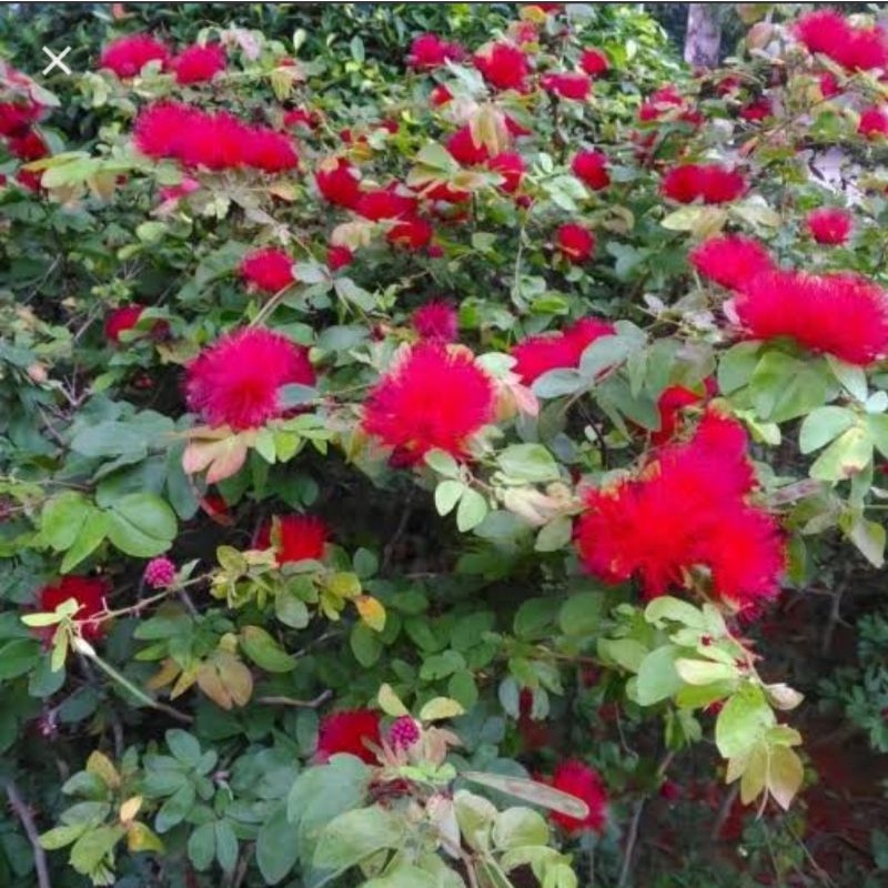 Bibit Kaliandra Besar