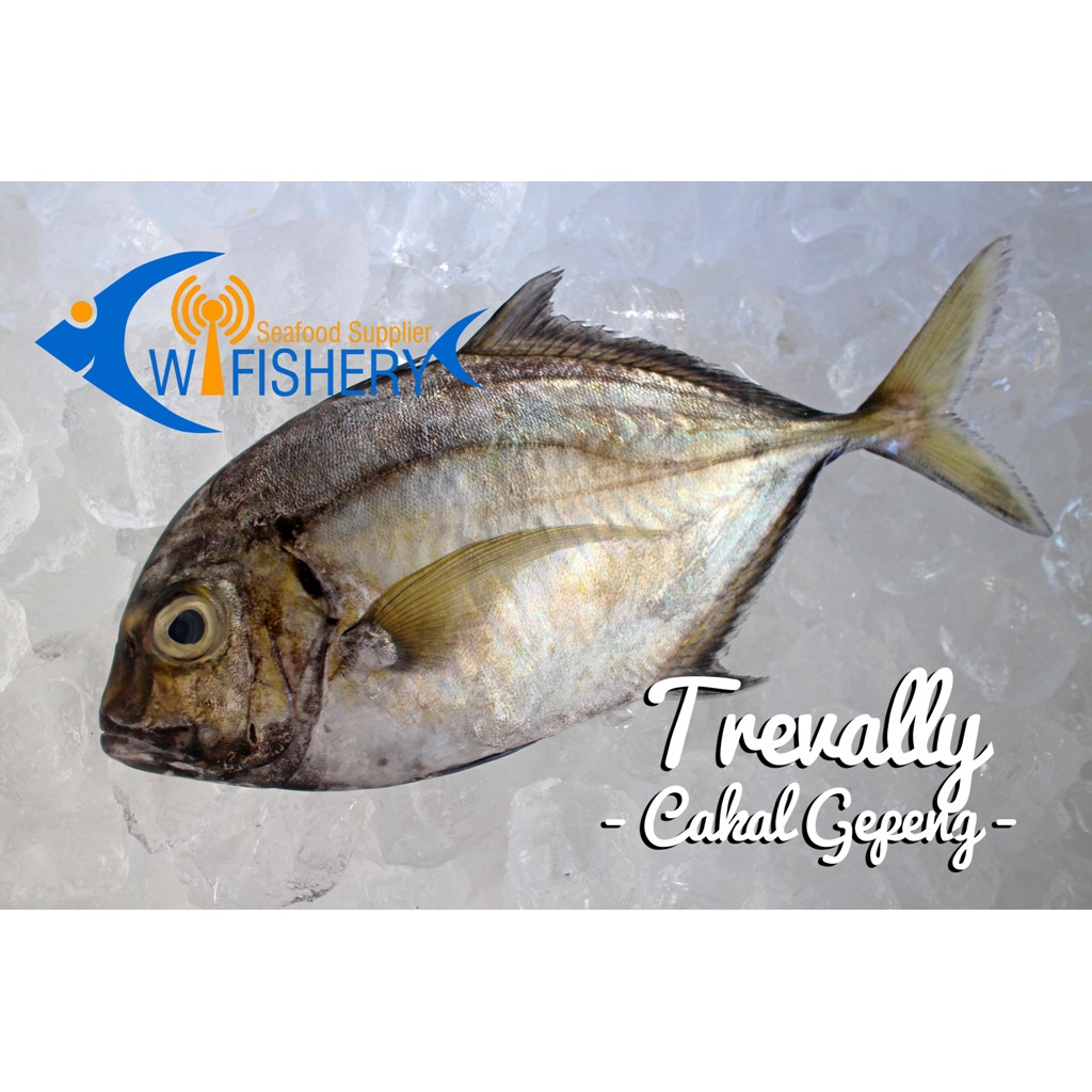 

Ikan Kuwe Utuh Bersih - Trevally WGGS