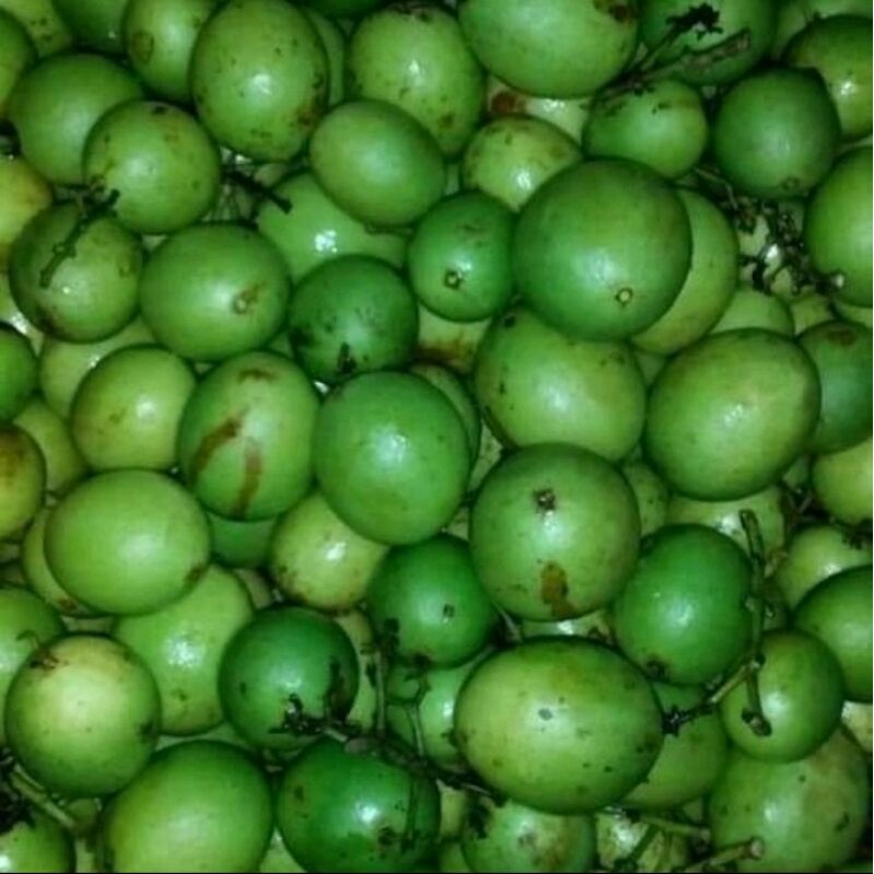 BUAH GANDARIA BUAH JATAKE MUDA SEGAR 1 KG