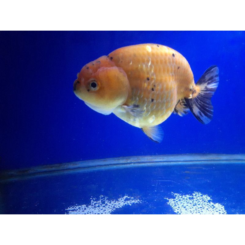 Ranchu Calico @wansgoldfish