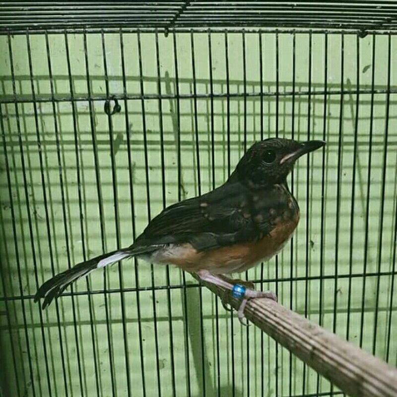 murai batu medan jantan