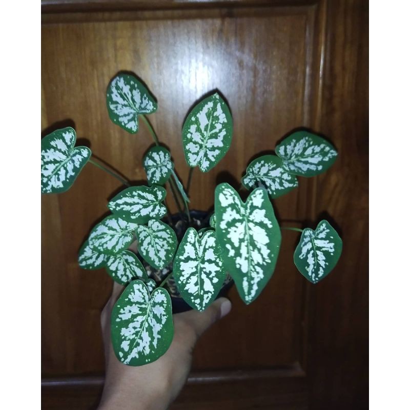 Keladi liliput mutiara hias - keladi mutiara - keladi liliput mini