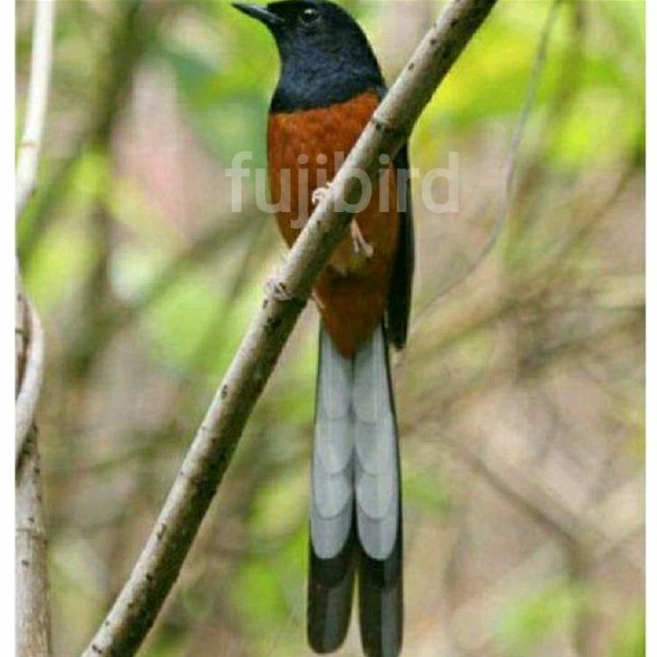 Murai Batu Mh Jantan Ekor Panjang