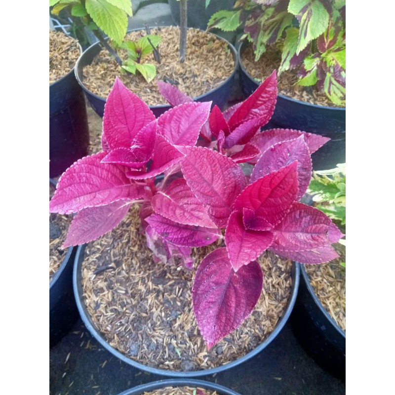 Bibit tanaman hias bunga miana iler/no.3