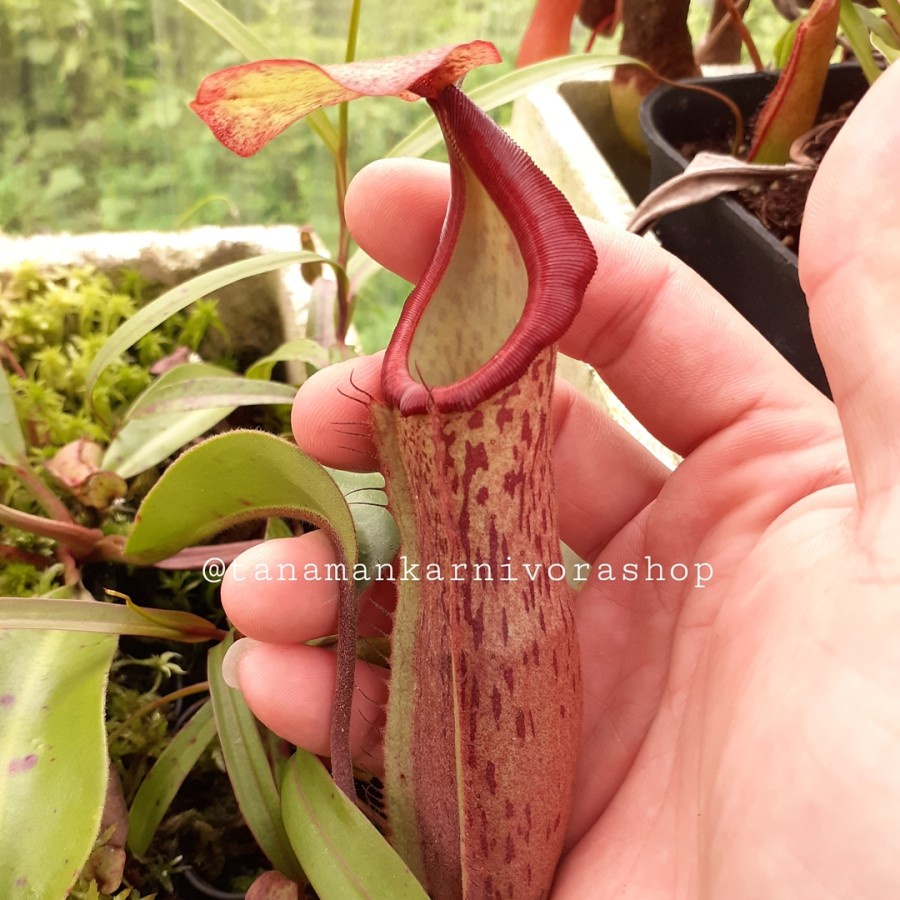 Tanaman Karnivora Nepenthes Veitchii Hose Mountains x Boschiana