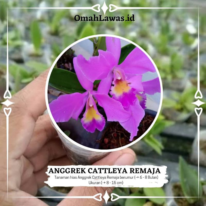 Anggrek Cattleya Seedling Hybrid Remaja - Bibit Anggrek Cattleya Seedling Hybrid