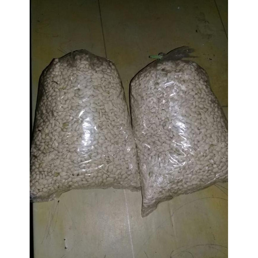 Diskon Benih Biji Jeruk JC Japanese Citroen Murah sl1m