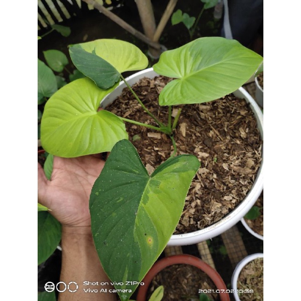 homalomena variegata