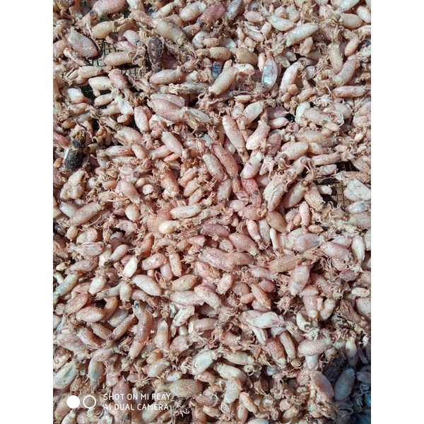 

baby cumi asin 0,5-1cm 1kg
