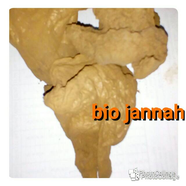 

Jamur impes 10 gr