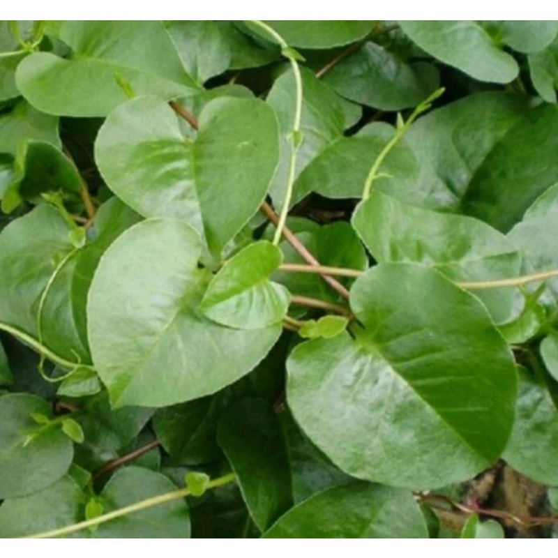 Daun binahong fres hijau segar 1kg plus bonus bibit ubinya