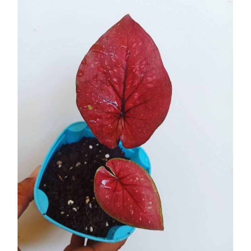 tanaman hias/caladium/caladium dealova/keladi dealova