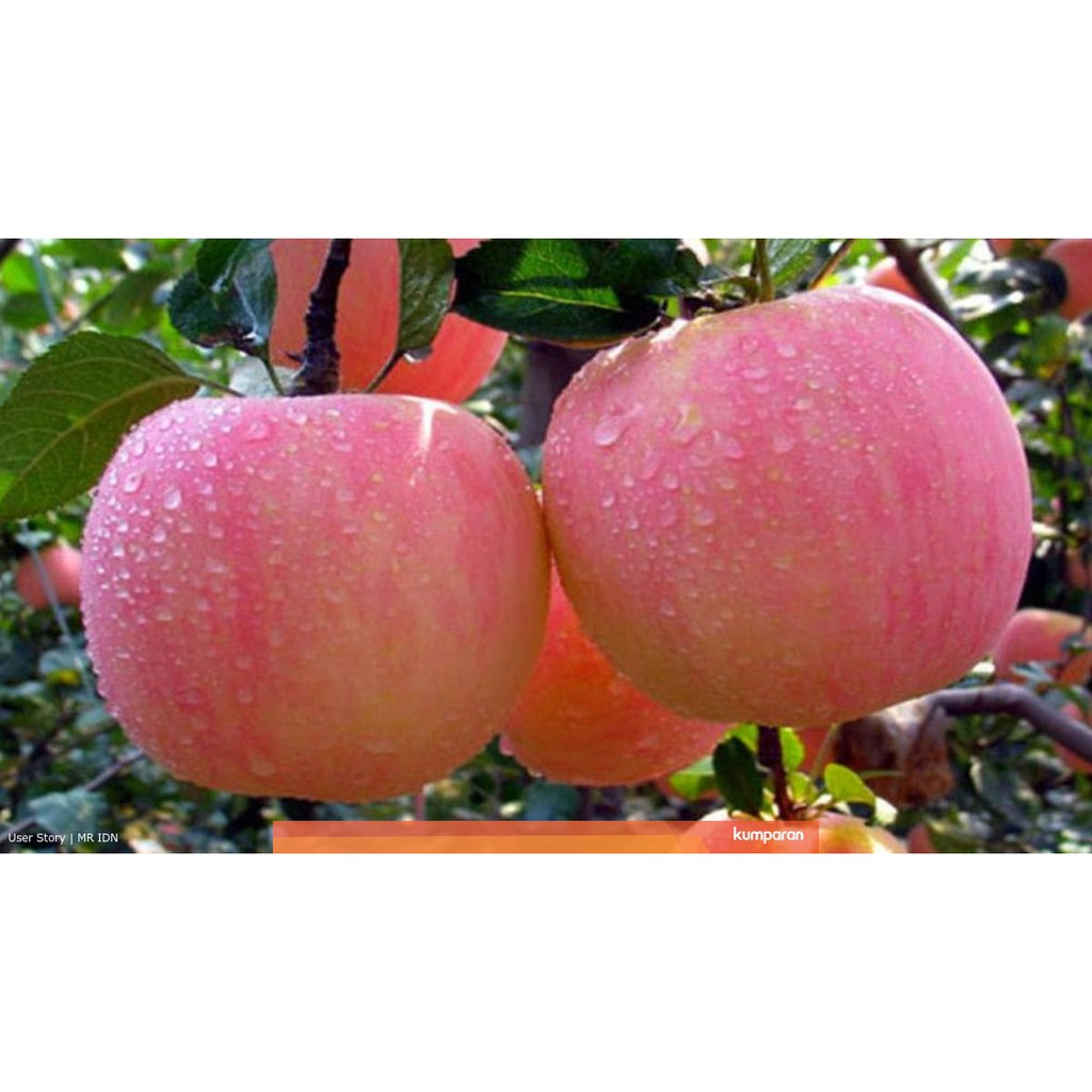 Apel Fuji Premium Pohon