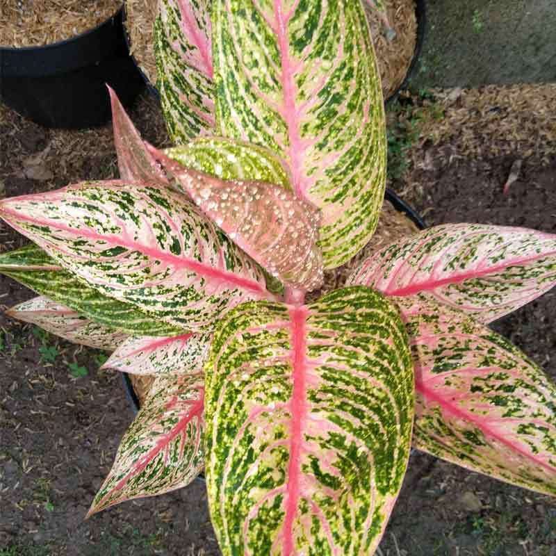 aglonema red legacy
