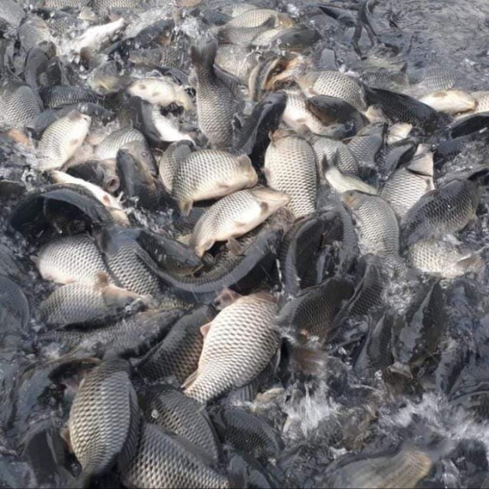 

Ikan Mas Hidup 1kg isi 3-5