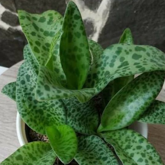 Tanaman Lidah Katak/Sansevieria sp