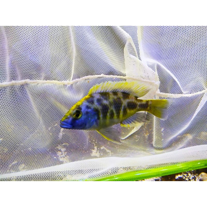 Ikan hias cichlid Venustus