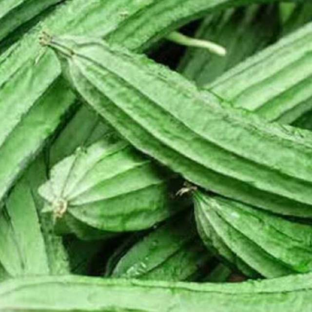 

Oyong Organik 100gr