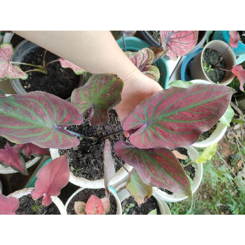 indukan caladium h41 amoy