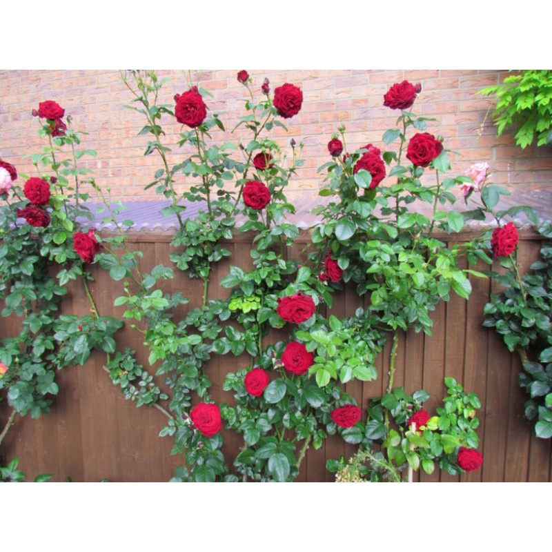 Tanaman Hias Bunga Mawar Rambat hidup