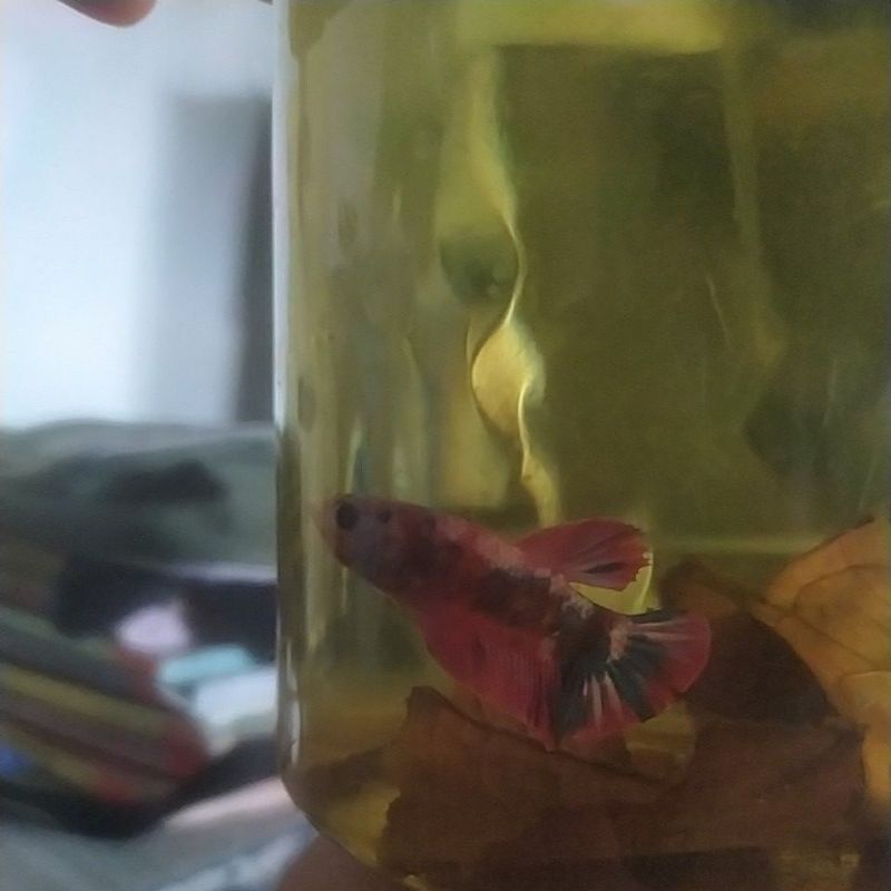 ikan cupang koi