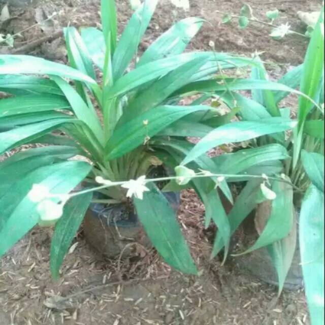 Tanaman hias lily paris hema hijau/lili paris