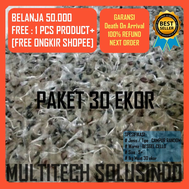 Anakan burayak ikan cupang cendol line fancy yellow koi nemo emerald Avatar galaxy multicolour multi