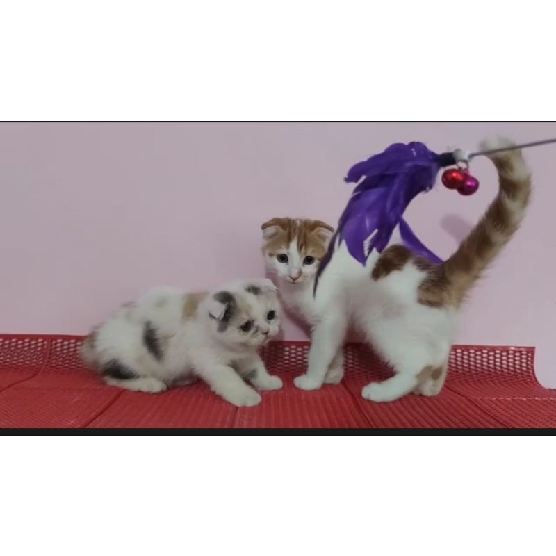 sepasang scotis fold