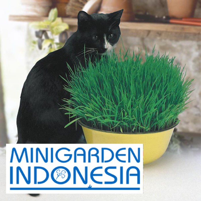 20 Benih CAT GRASS Avena sativa F1 FOTHERGILLS bibit tanaman hias rumput kucing