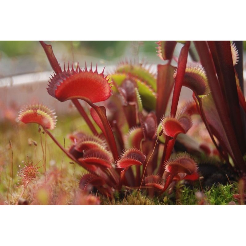 Tanaman Venusflytrap Venus FlyTrap VFT Red Dentate Medium