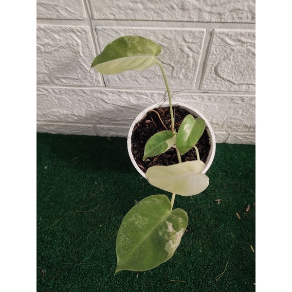 philodendron burlemarx