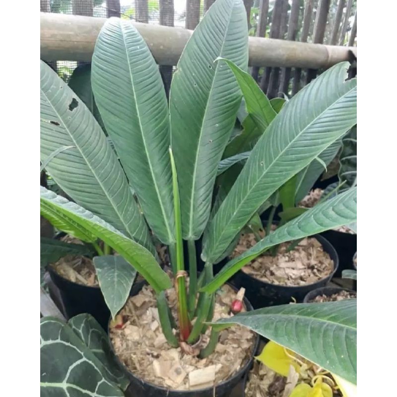 tanaman hias anthurium rinet