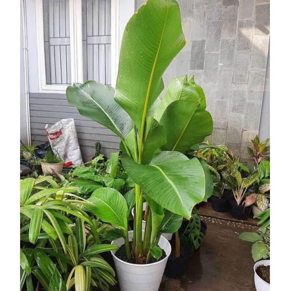 Tanaman Hias Pisang Karibay/pisang karibay/Pisang Bihay/Pisang-pisangan Bihay