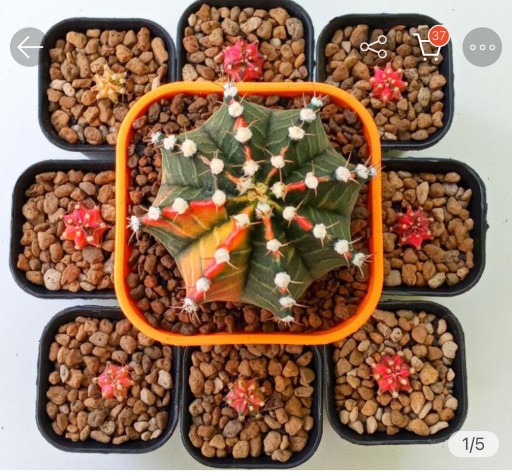 Pot Kotak Cantik Super Quality Mini