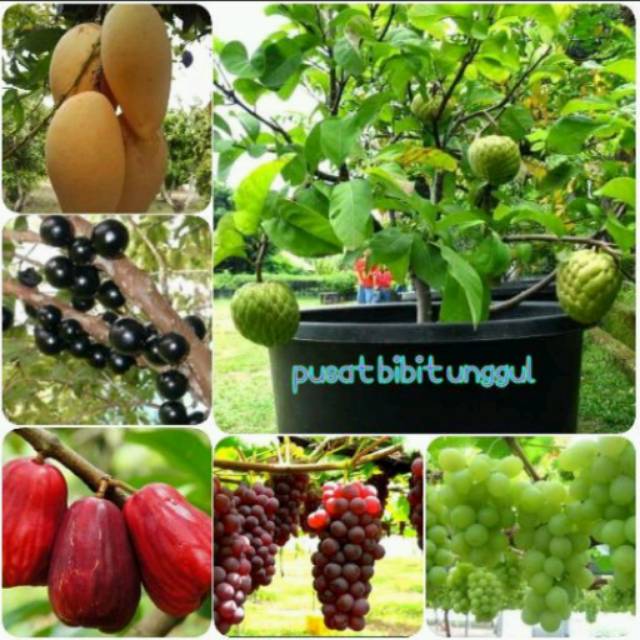 PAKET 6 MACAM BIBIT JAMBU JAMAIKA-MANGGA CHOKANAN-ANGGUR MERAH-ANGGUR HIJAU-ANGGUR BRAZIL-SRIKAYA